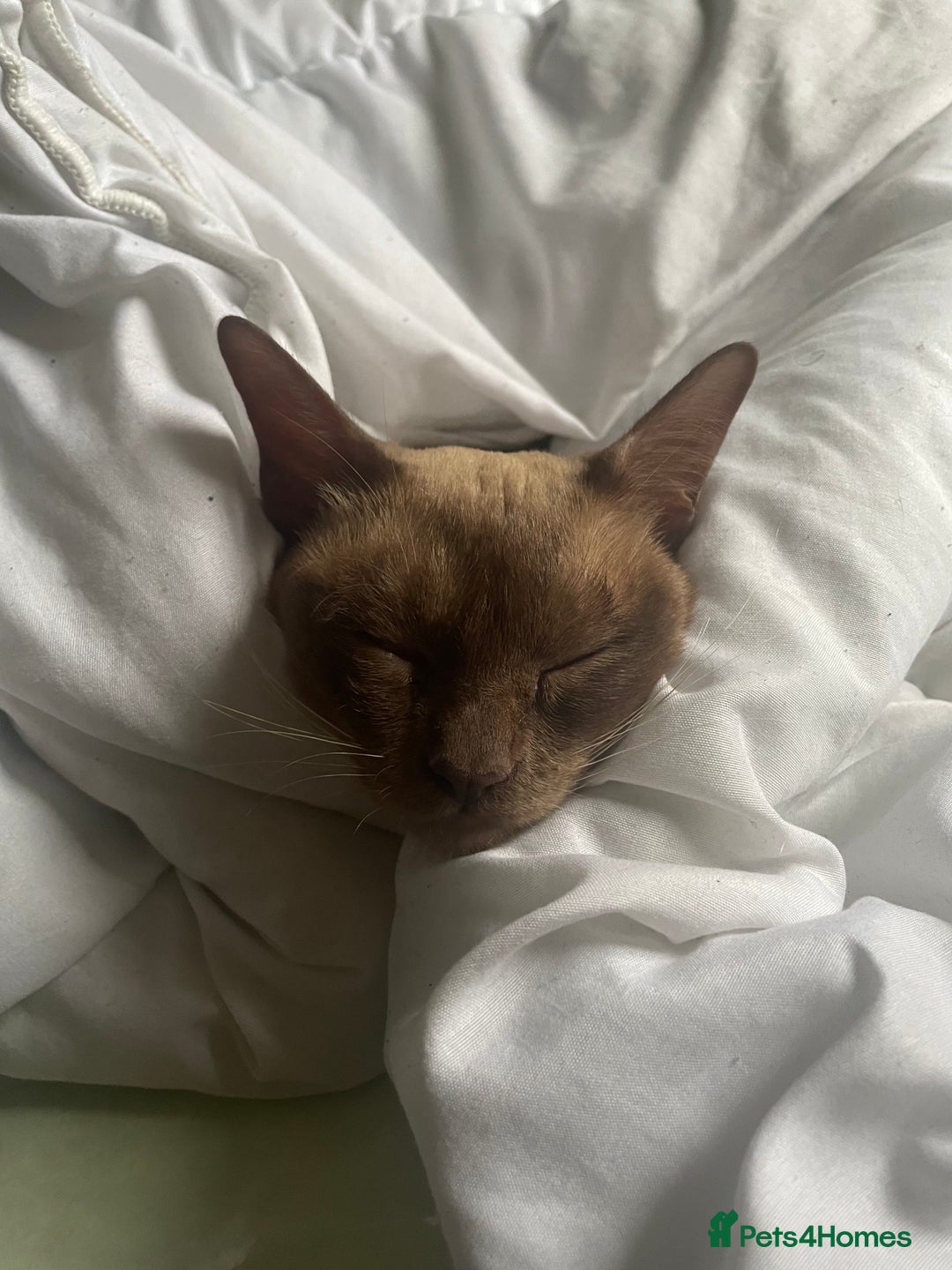 Burmese cats for sale: Stunning chocolate Burmese girl - Advert 8