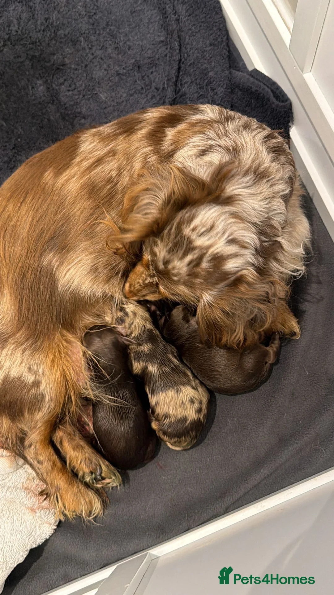 Miniature Dachshund dogs for stud: STUNNING MINIATURE DACHSHUND AVAILABLE AT STUD  - Advert 2