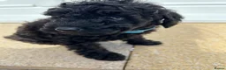 Toy Poodle dogs for sale: Toy poodle puppies  - Advert 10