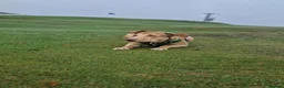 Mixed Breed dogs for sale: BullGreyhound x Border Collie 8 months old male  - Advert 3