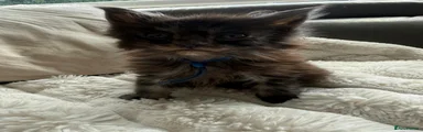 Maine Coon Kitten Male 