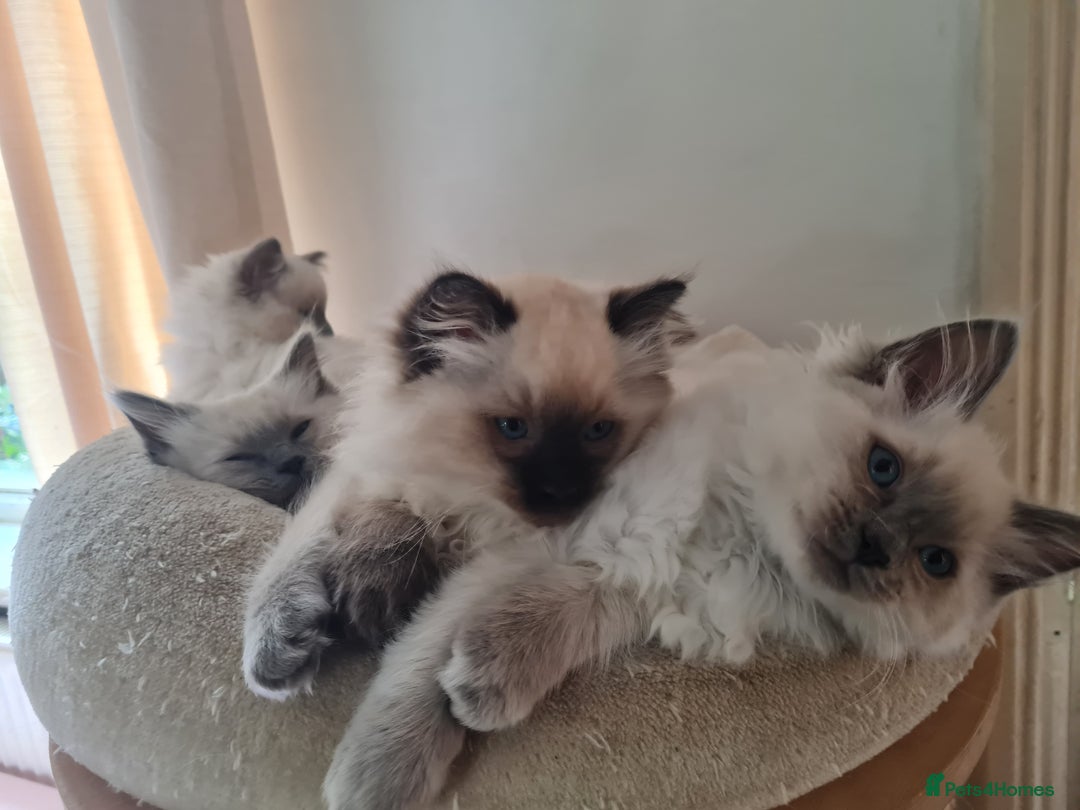 Ragdoll cats for sale: GCCF Registered Pedigree Ragdoll Kittens - Advert 3