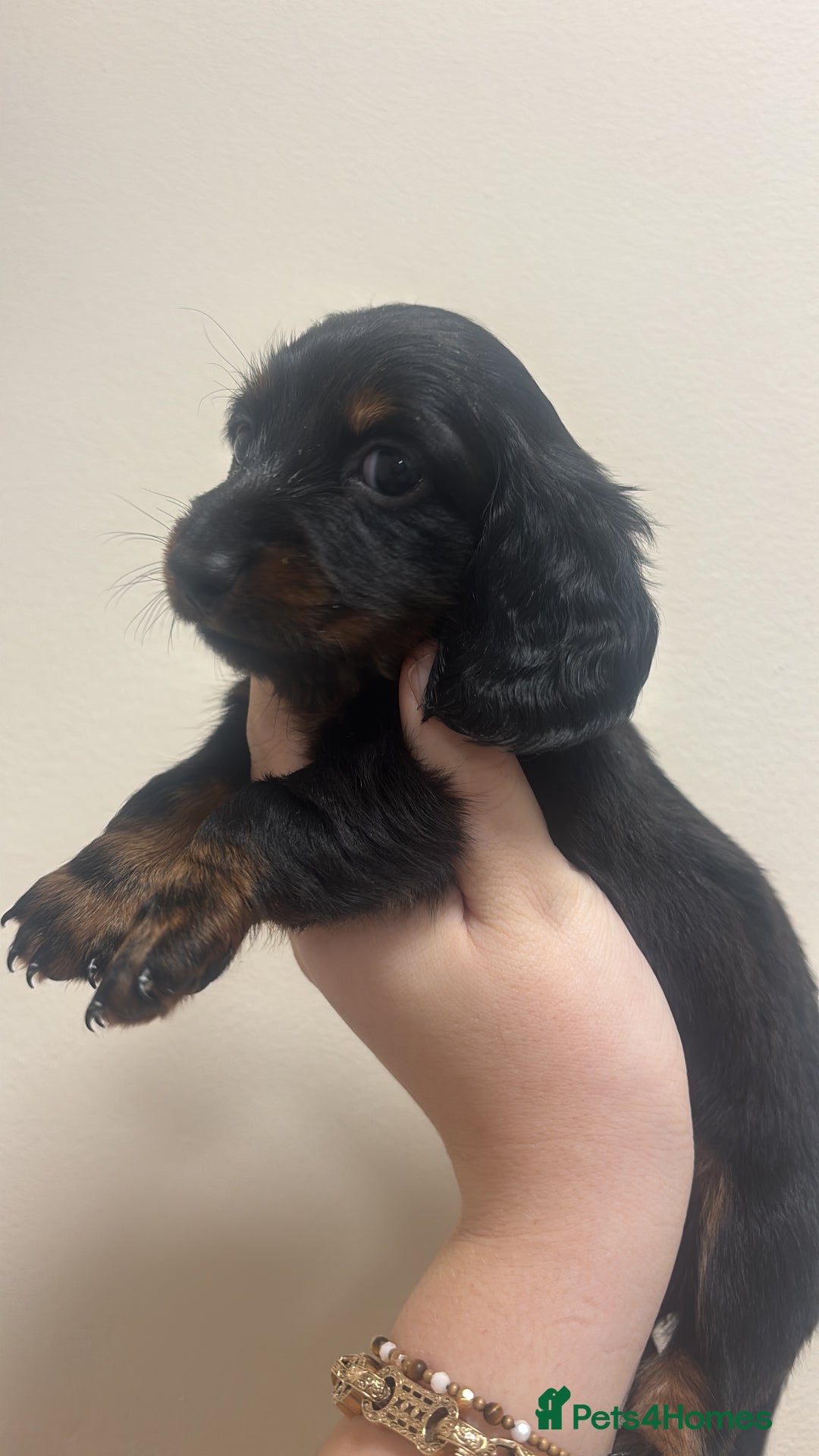 Miniature Dachshund dogs for sale: MINIATURE DACHSHUNDS - Advert 20