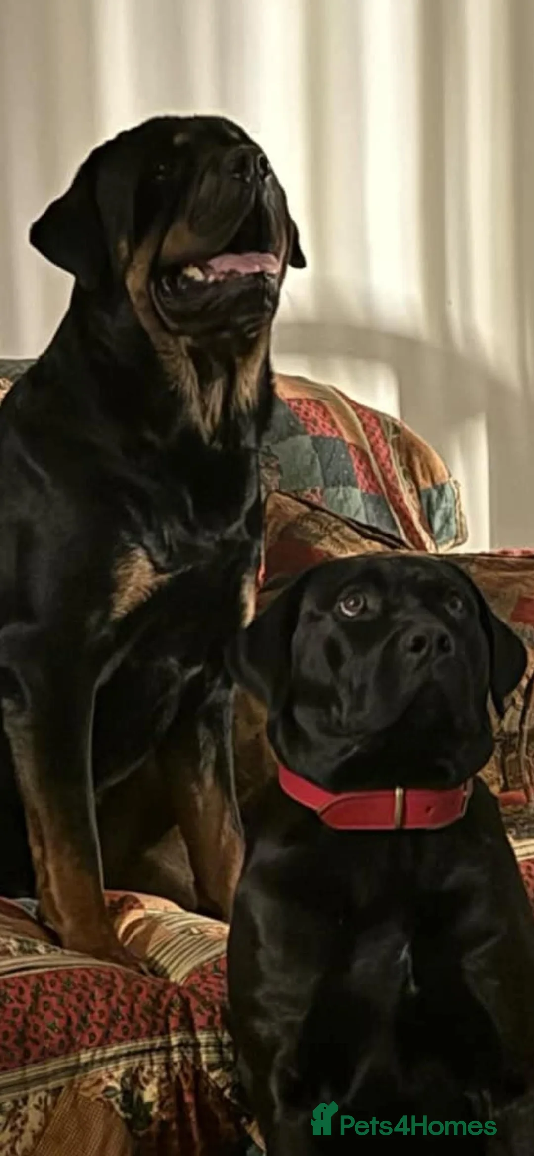 Mixed Breed dogs for sale: Cain Corso x Rottweiler puppies - Advert 2