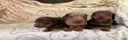 Miniature Dachshund dogs for sale: Miniature dachshund  - Advert 7