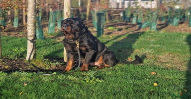 Rottweiler dogs - Advert 4