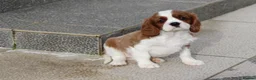 Cavalier King Charles Spaniel dogs for sale: Cavalier King Charles Spaniel puppy  - Advert 21
