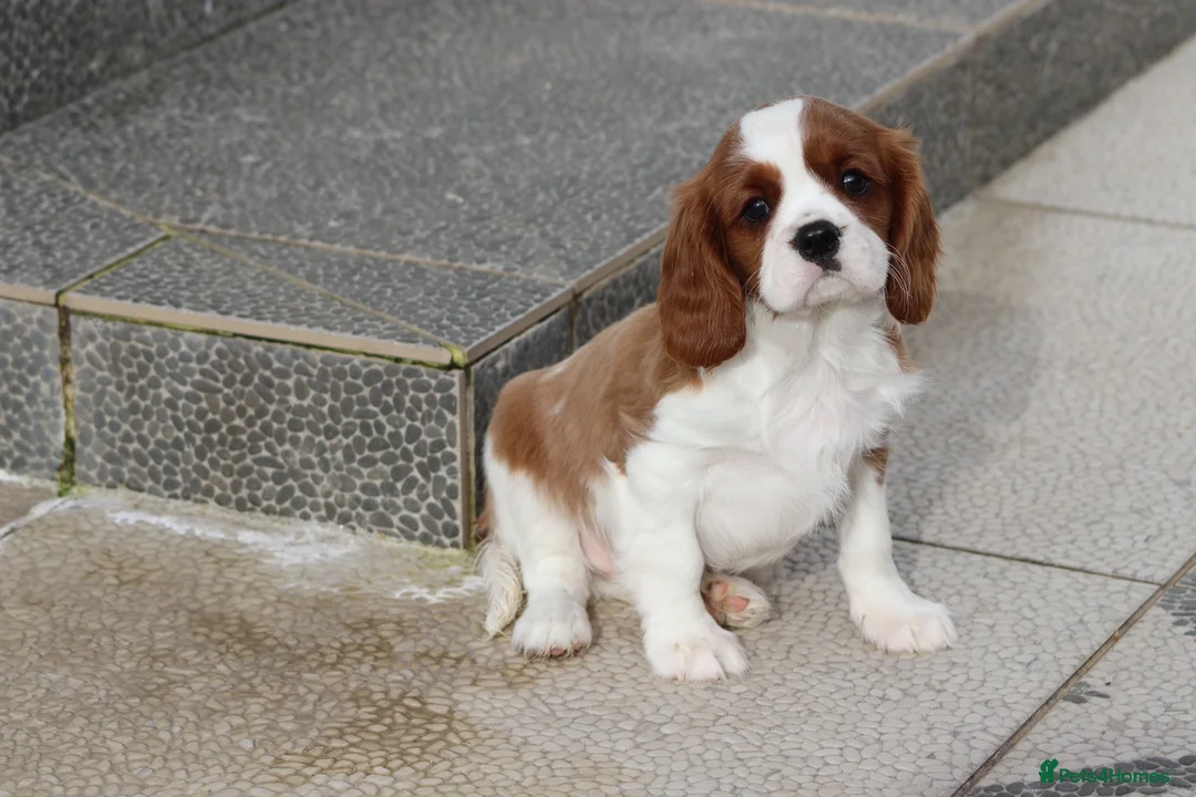 Cavalier King Charles Spaniel dogs for sale: Cavalier King Charles Spaniel puppy  - Advert 21