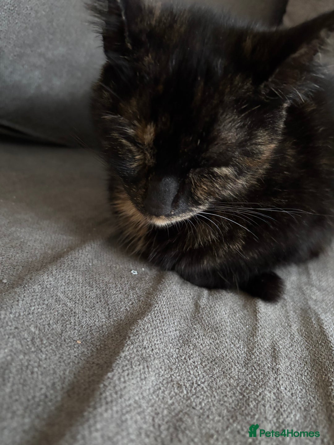 Mixed Breed cats for sale: Beautiful fur babies  - Advert 2