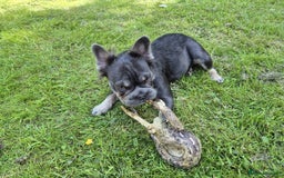 French Bulldog dogs for sale: Fluffy 2 year old french bulldog for sale  - Image 2