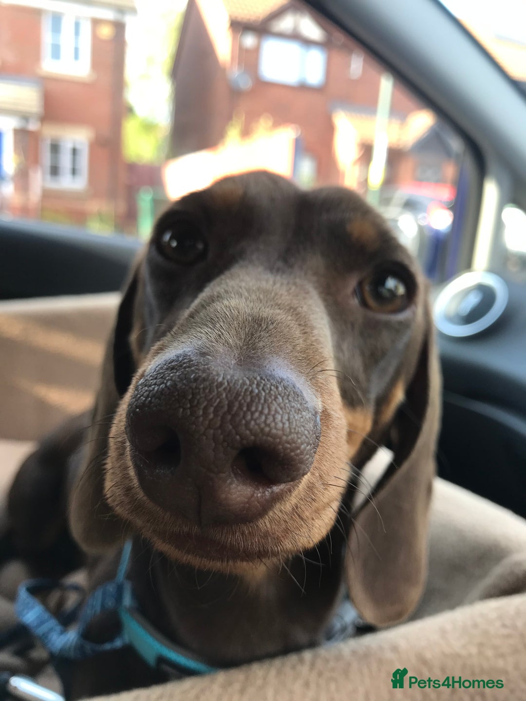 Miniature Dachshund dogs for stud: Proven, KC, PRA clear, tested Miniature Dachshund in Hinckley - Image 3