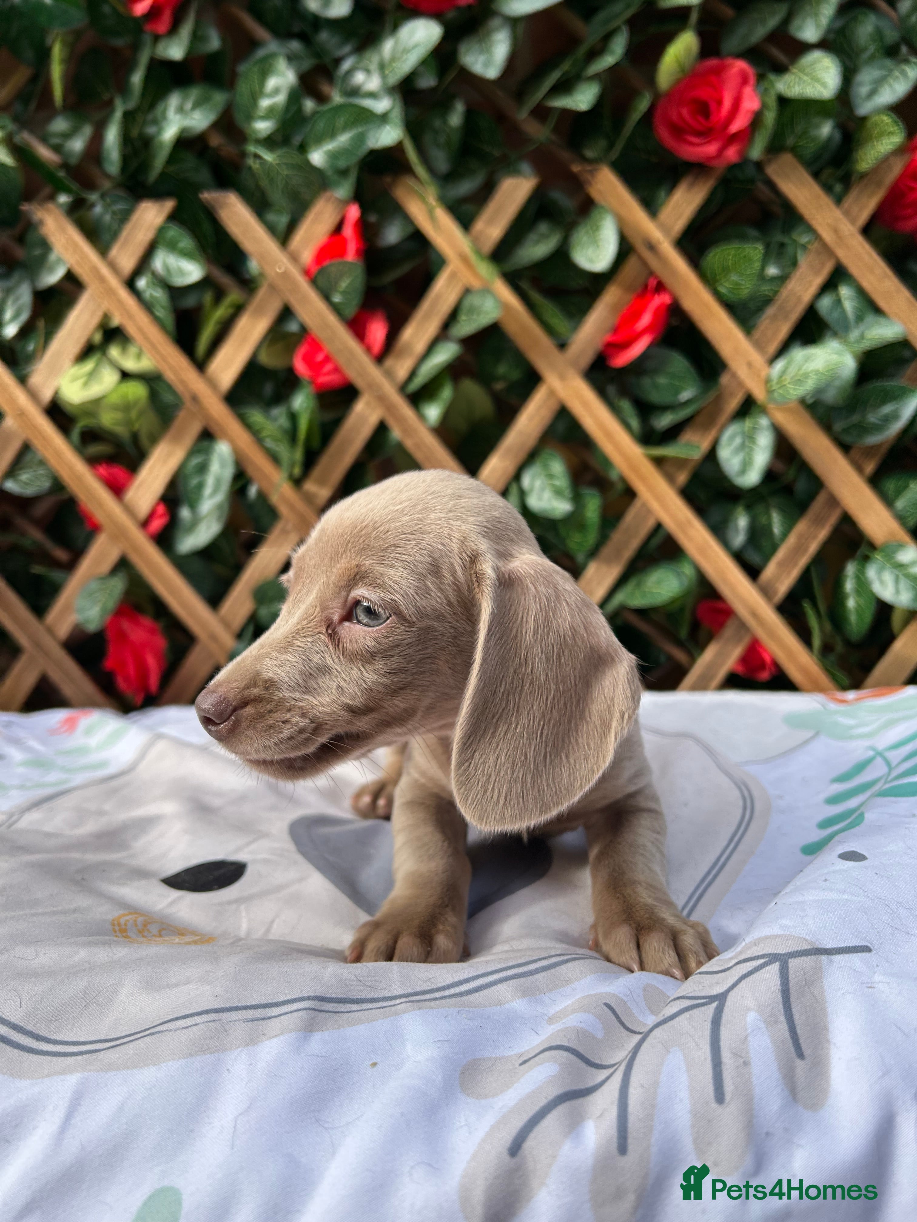 Miniature Dachshund dogs A QUALITY LITTER MINI KC REG HEALTH TESTED - Advert 2