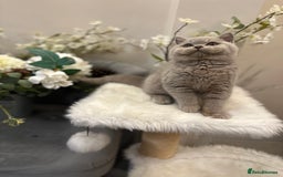 British Shorthair cats for sale: Blue/Lilac/Bicolour & Tortie Full Pedigree Reg BSH - Image 12