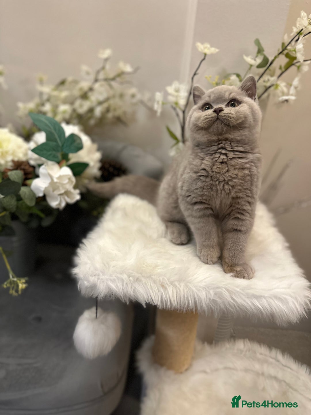 British Shorthair cats for sale: Blue/Lilac/Bicolour & Tortie Full Pedigree Reg BSH - Image 12