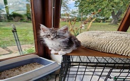 Maine Coon cats for sale: Stunning Maine Coon kittens - Image 28