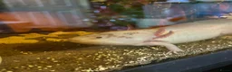 Axolotl reptiles for sale: Copper Axolotl babies For Sale - Advert 9