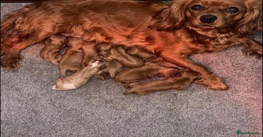 Cavalier King Charles Spaniel dogs KC Cavalier King Charles Spaniel Puppies 🧬 - Advert 4