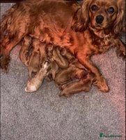 Cavalier King Charles Spaniel dogs KC Cavalier King Charles Spaniel Puppies 🧬 - Advert 2
