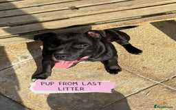 Staffordshire Bull Terrier dogs for sale: Ready Soon, KC reg, Full Vacs, BVA Eye tested 🐾 - Advert 19