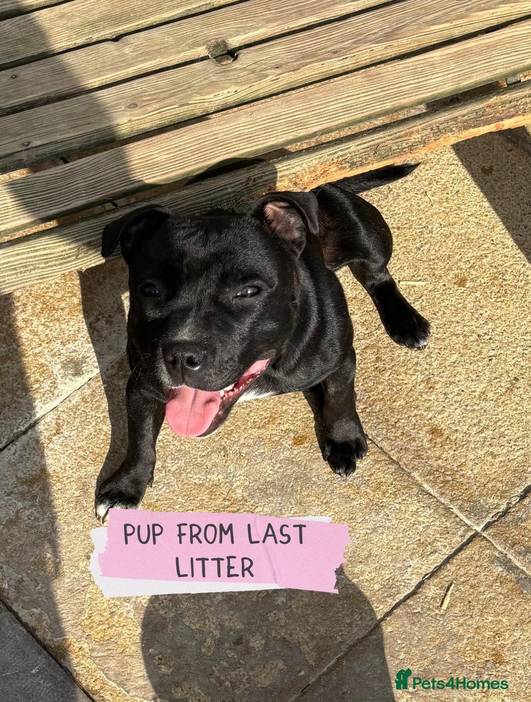 Staffordshire Bull Terrier dogs for sale: Ready Soon, KC reg, Full Vacs, BVA Eye tested 🐾 - Advert 19