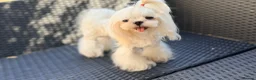 Maltese dogs for stud: KC Korean Doll Face Maltese Boy  - Advert 1