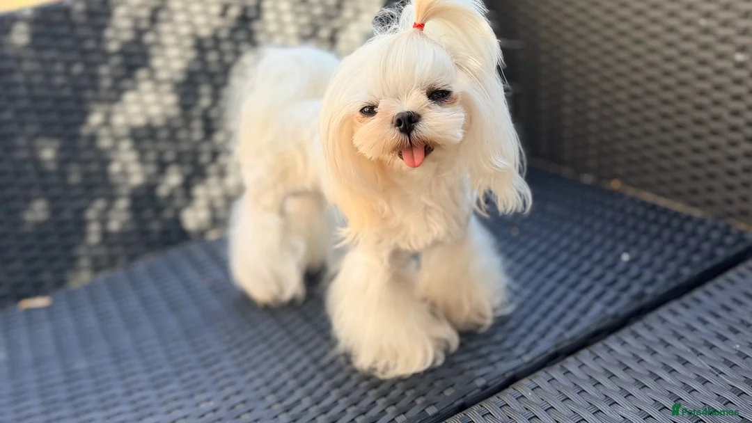 Maltese dogs for stud: KC Korean Doll Face Maltese Boy  - Advert 1