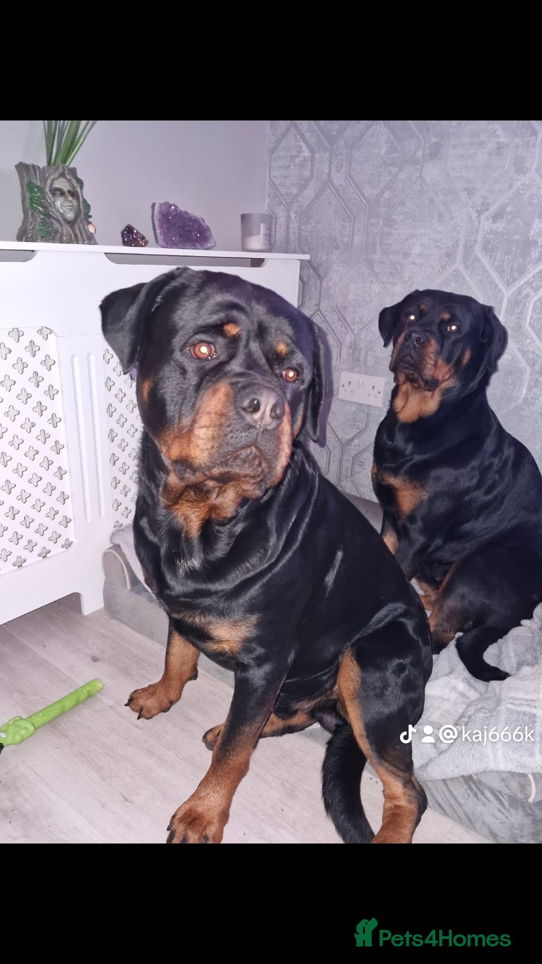 Rottweiler dogs for sale: (KC) REX & DELLAS FINAL LITTER OF QUALITY PUPS - Image 7