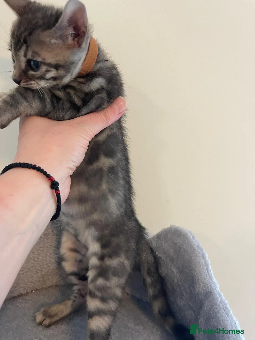 Bengal cats for sale: 7 beautiful pure Bengal Kittens - Advert 2