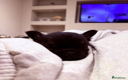 French Bulldog dogs for sale: fluffy frenchie black & tan boy top quality 1 LEFT - Image 7