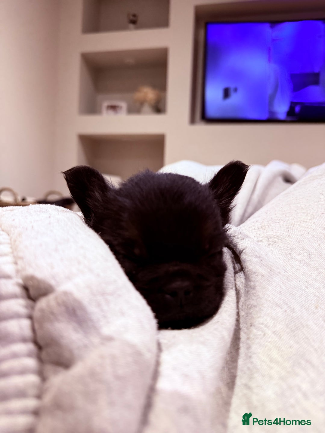 French Bulldog dogs for sale: fluffy frenchie black & tan boy top quality 1 LEFT - Image 7