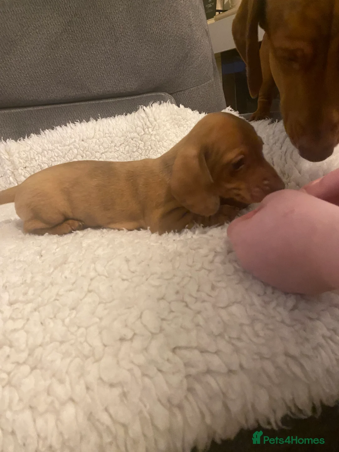 Miniature Dachshund dogs for sale: Miniature dapple dachshund puppies  - Advert 14