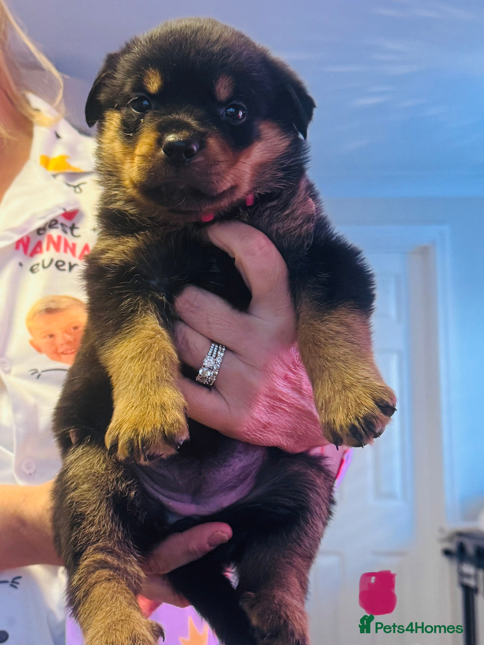 Rottweiler Puppy 10 ( dark pink collar )
