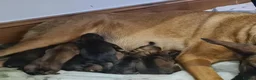 Belgian Shepherd Dog dogs for sale: Belgian malinois x german shepherd  - Advert 2