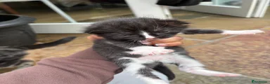 Gorgeous Tabby & White Kitten Looking for a Loving Home 
