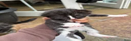 Mixed Breed cats for sale: 5 adorable kittens looking for loving homes - Advert 20