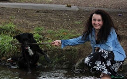 Border Collie dogs for sale: Border collie  - Image 14