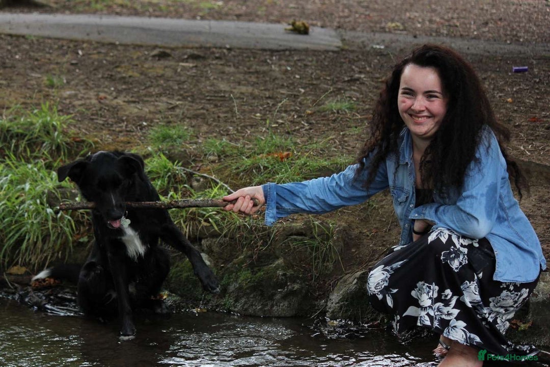Border Collie dogs for sale: Border collie  - Image 14