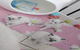 Ragdoll cats for sale: Gorgeous European seal mitted girl, Tica reg - Image 13