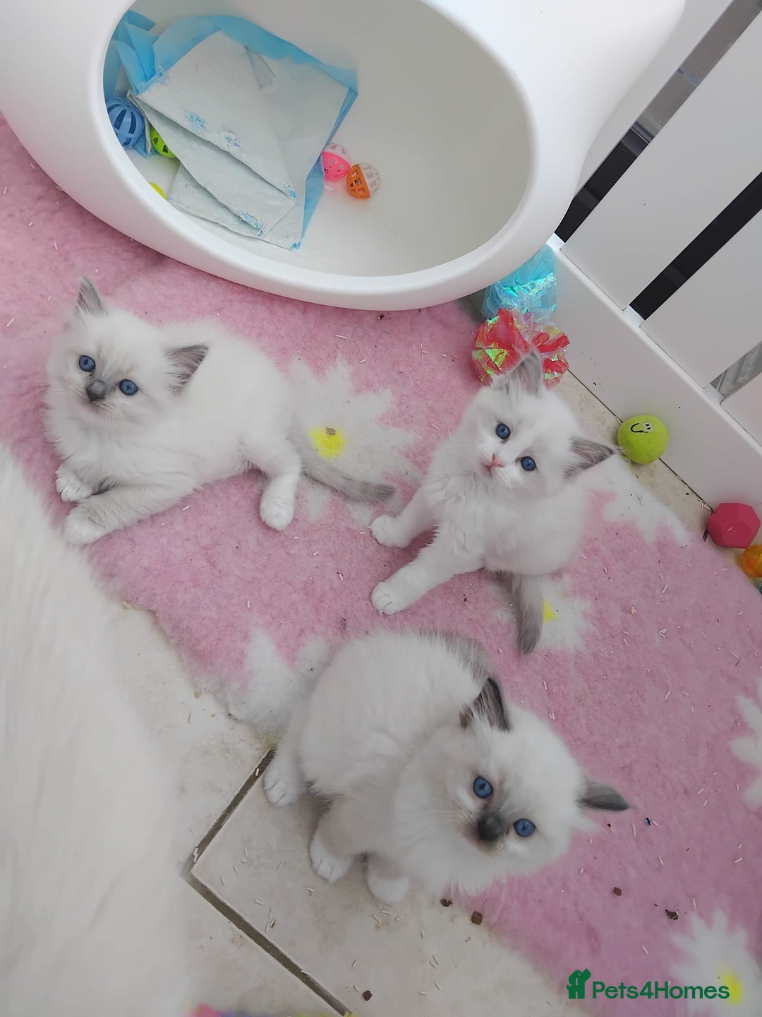 Ragdoll cats for sale: Gorgeous European seal mitted girl, Tica reg - Image 13