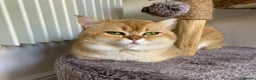 Scottish Fold cats for stud: NY12 GOLDEN CHINCHILLA SCOTTISH FOLD MALE FOR STUD - Advert 8