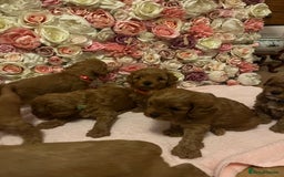 Cavapoo dogs for sale: 5⭐️ F1B Cavapoo’s - Image 10