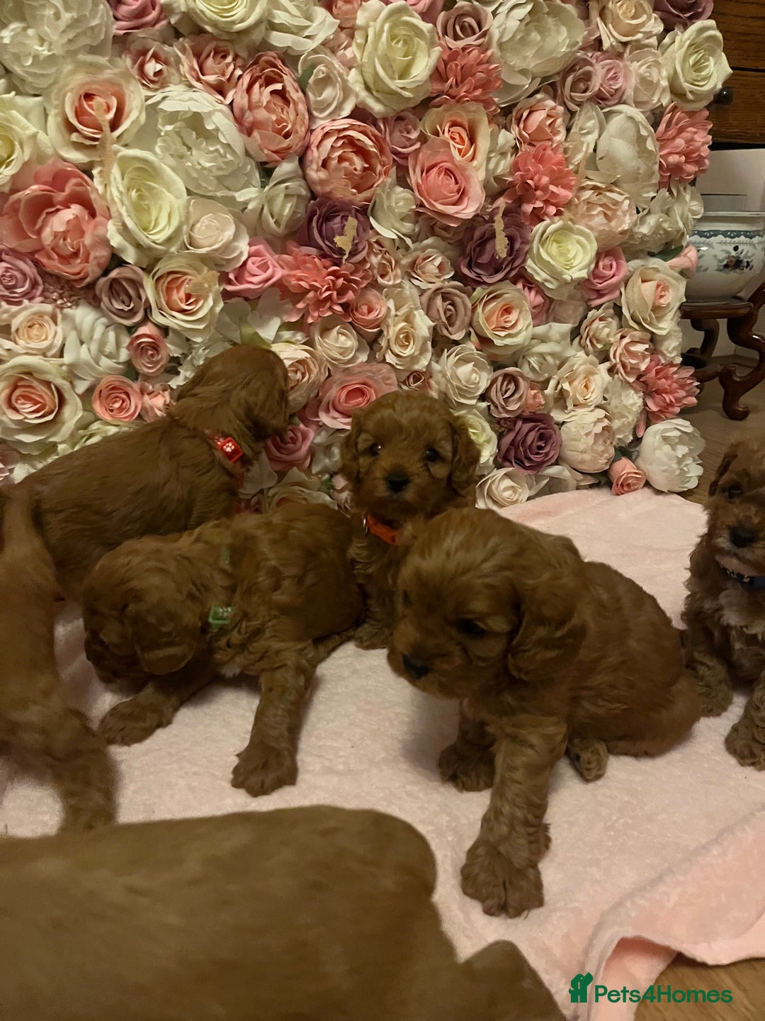 Cavapoo dogs for sale: 5⭐️ F1B Cavapoo’s - Image 10