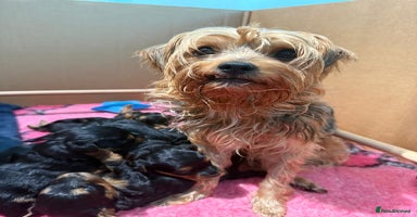 Yorkiepoo dogs - Advert 1