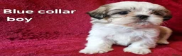 Shih Tzu dogs for sale: Miniature Shih-tzu's  - Advert 35