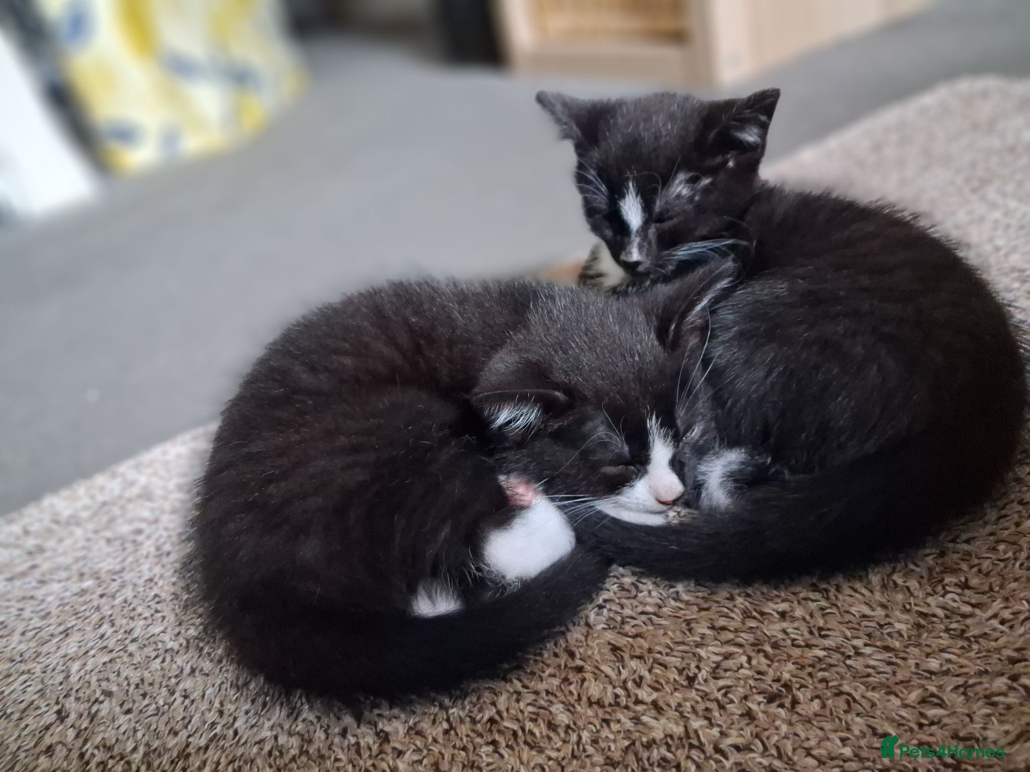 Domestic Shorthair cats Kittens LAST BOY - Advert 14