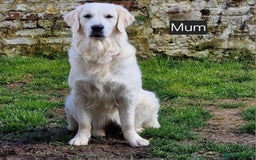 Goldendoodle dogs for sale: Goldendoodle retriever  - Image 23