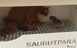 Abyssinian cats for sale: Amazing champion parents litter ❤️ - Image 2