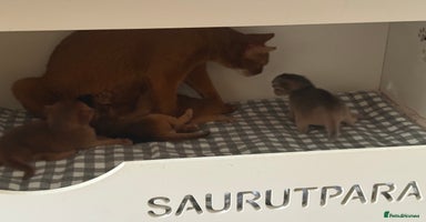 Abyssinian cats - Advert 4