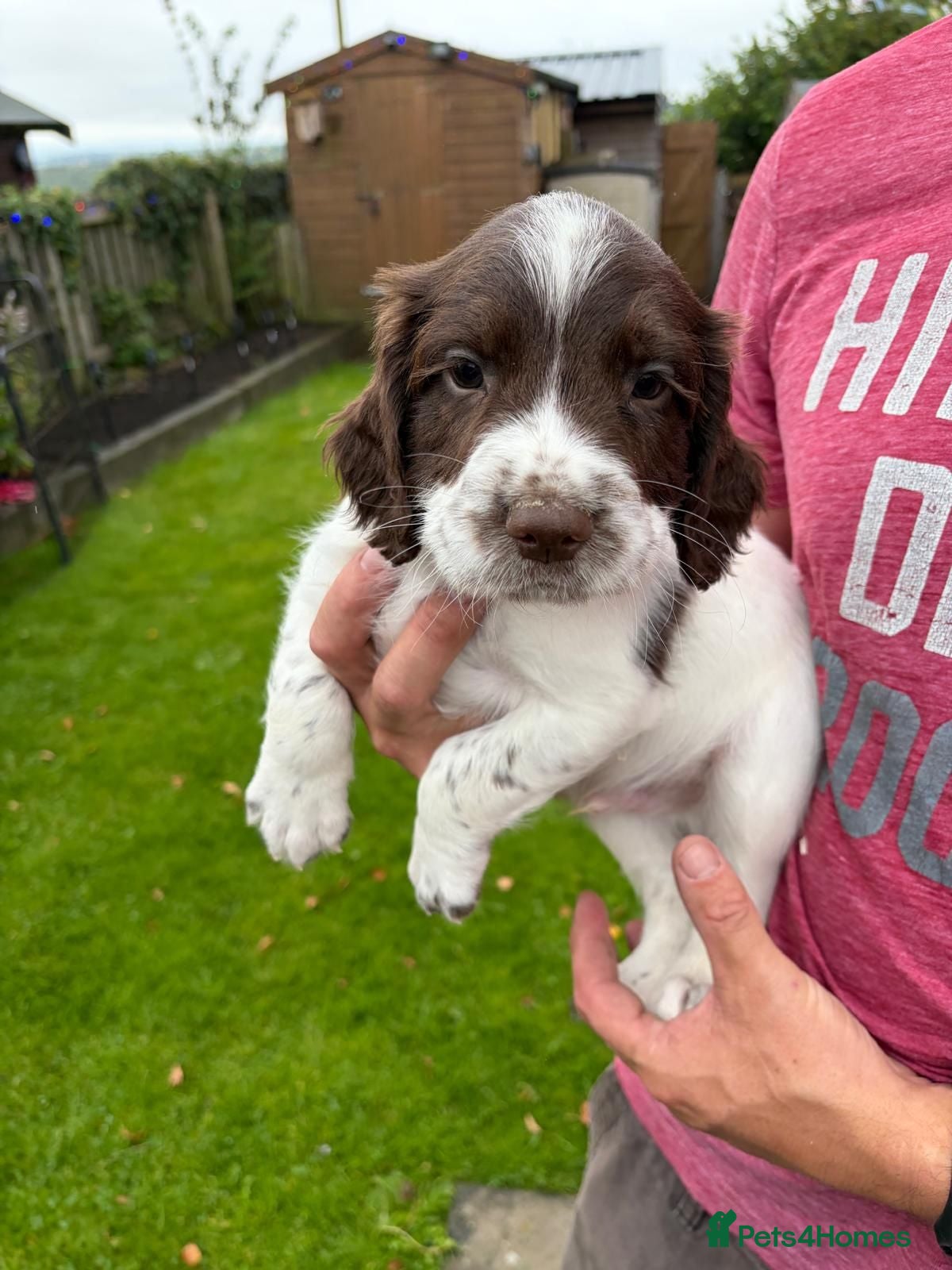 English Springer Spaniel dogs KC Registered English Springer Spaniel  - Advert 1
