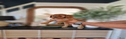 Cavalier King Charles Spaniel dogs for sale: King Charles spaniels, Kc registerd father - Advert 4